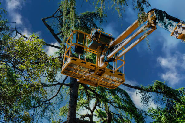 Professional Tree Services in Columbiana, OH