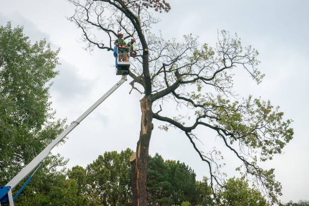  Columbiana, OH Tree Services Pros